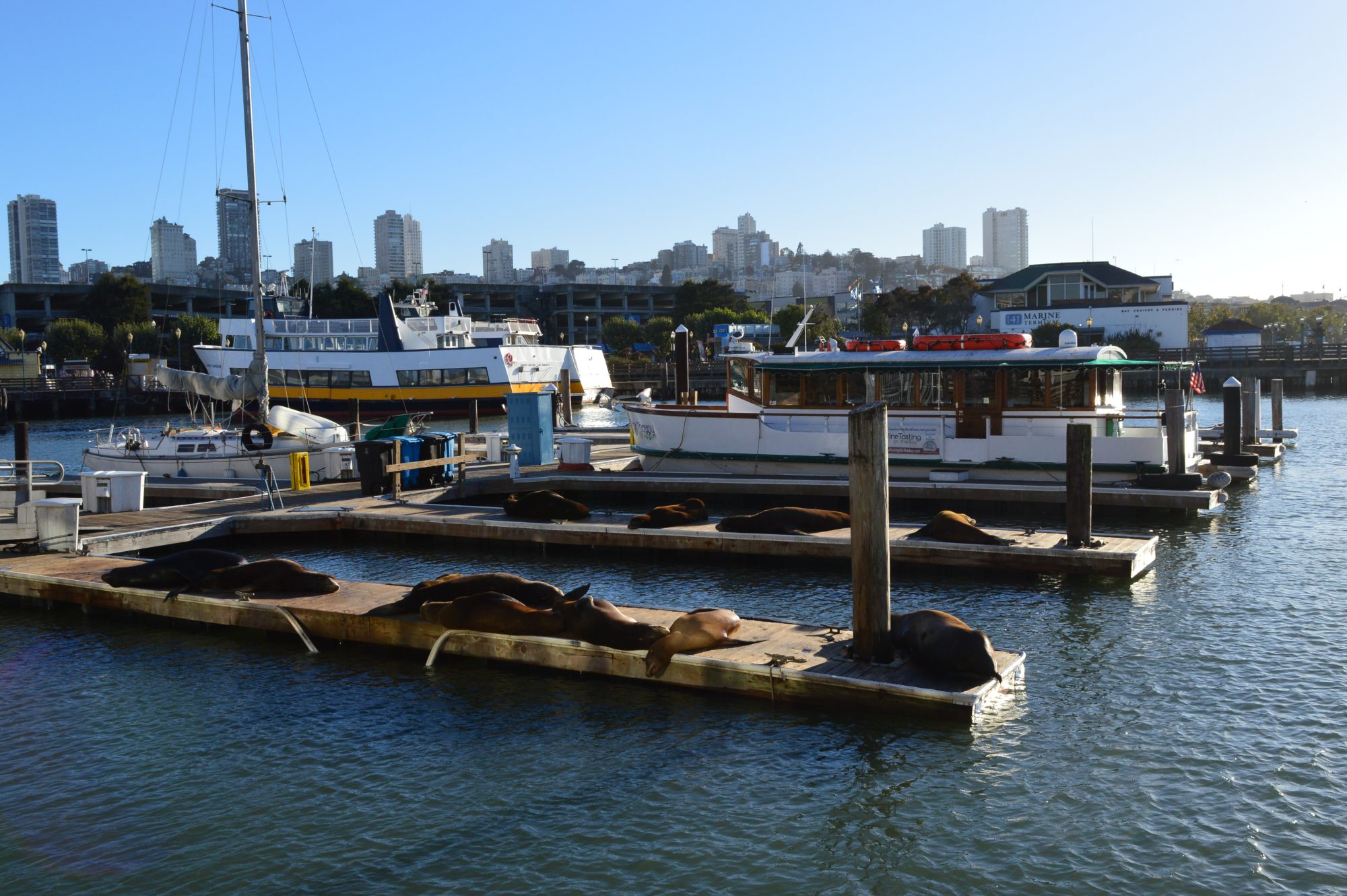 Sea lions at Pier 39 San Francisco