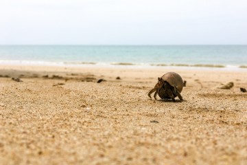 Hermit Crab at White Sand Beach (Ao Thong beach) in Khao Lak