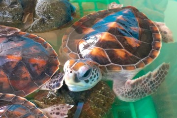 Sea Turtle Sanctuary, Khao Lak