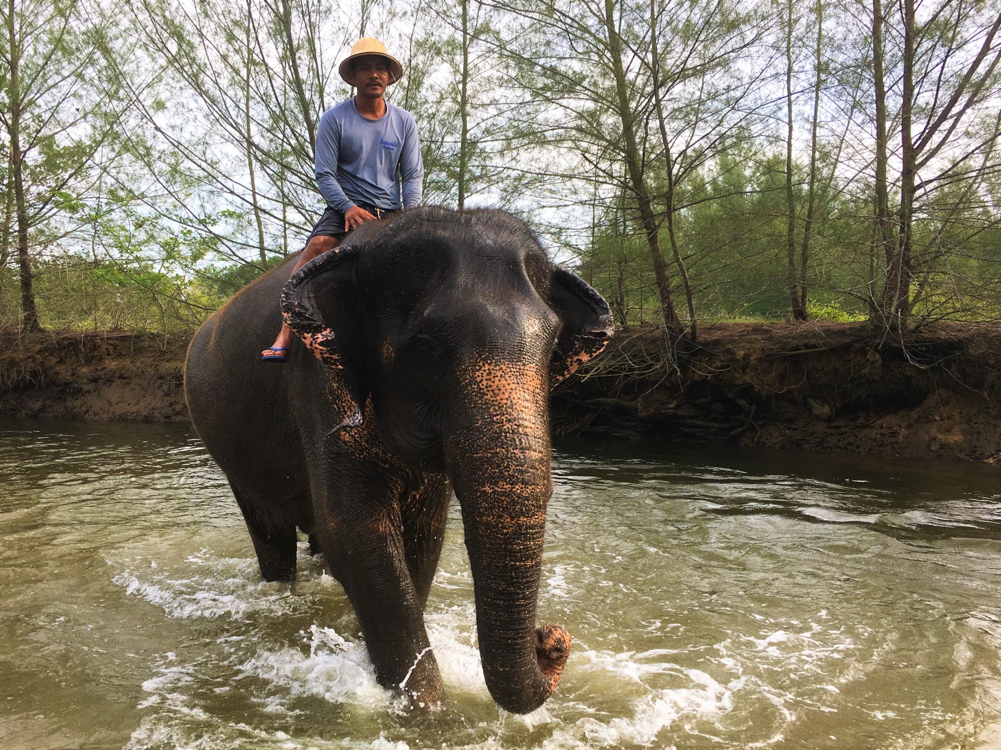 The Seaside Retreat Elephants in the river, Khao Lak, Thailand