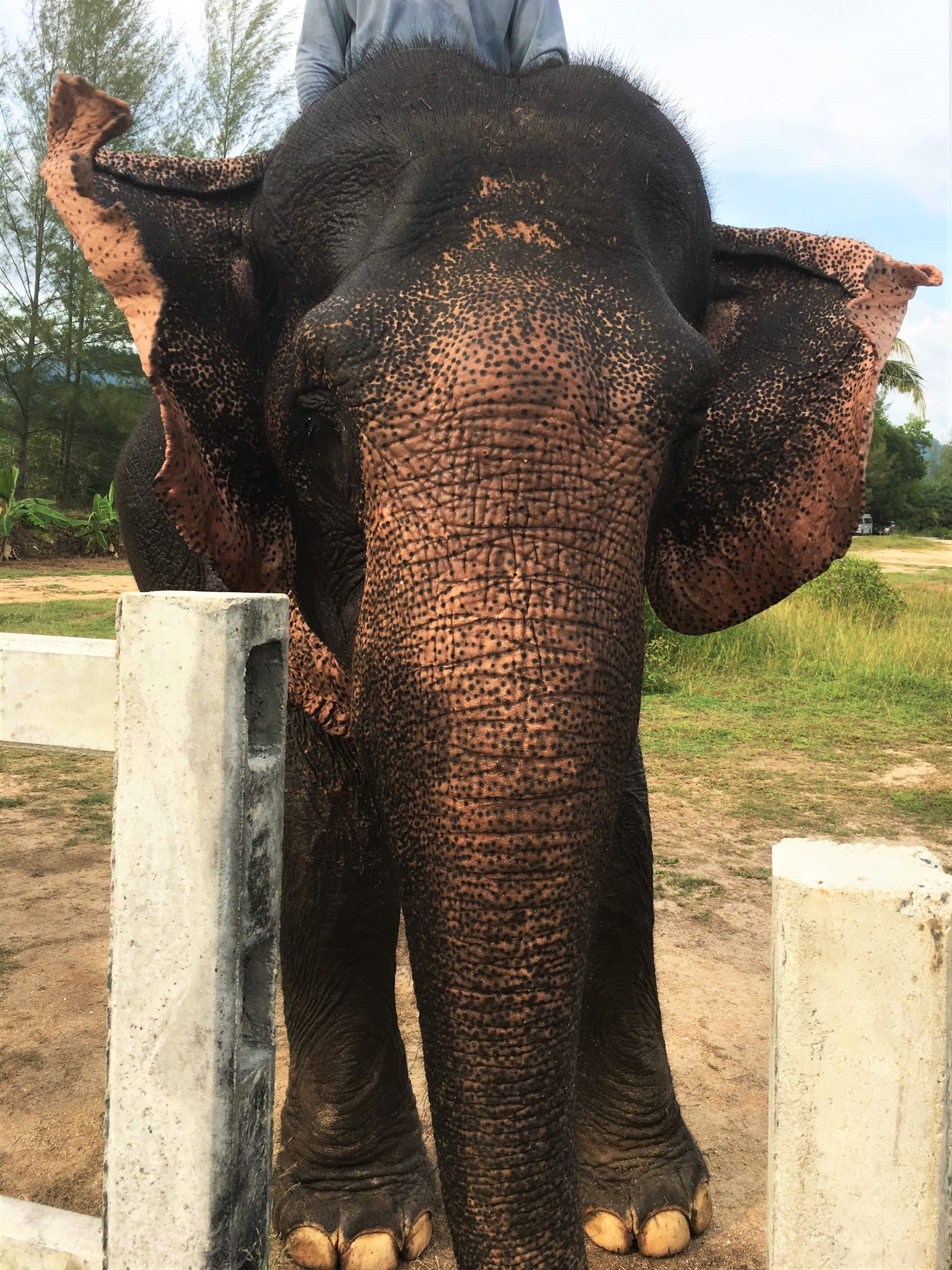 The Seaside Retreat Elephants, Khao Lak, Thailand