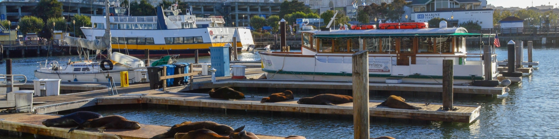 Sea Lions At Pier 39 In San Francisco