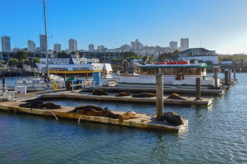 Sea Lions At Pier 39 In San Francisco