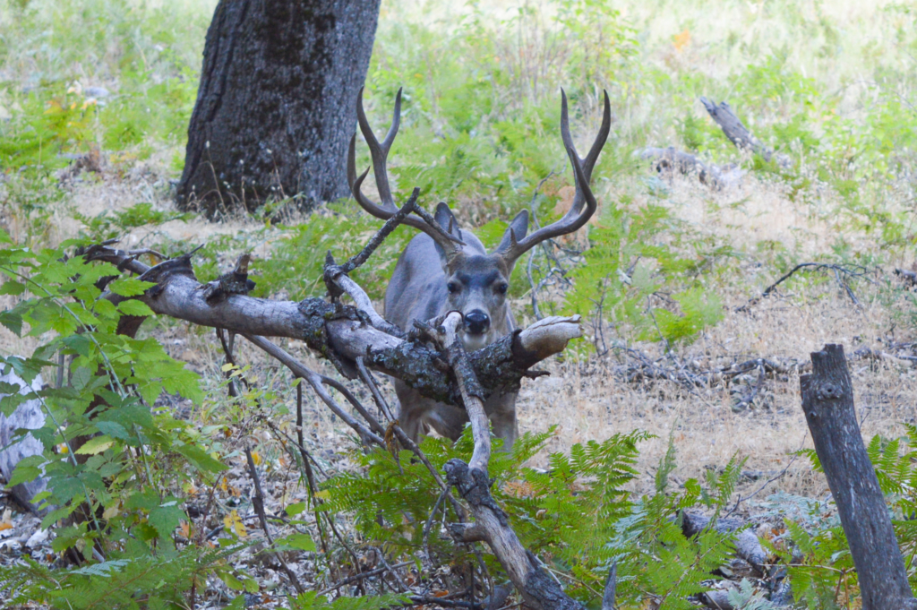 Deer at El Capitan Meadow