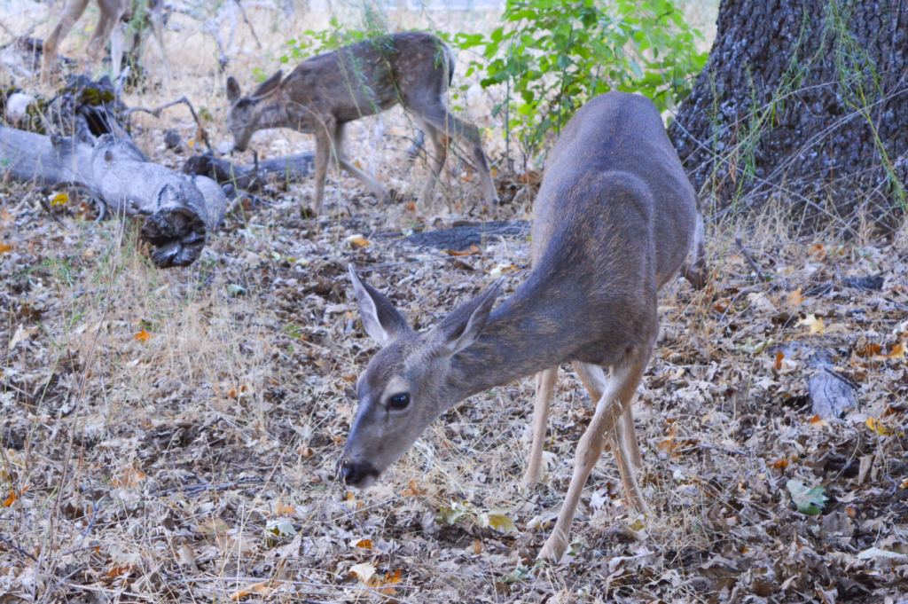 Deer at El Capitan Meadow