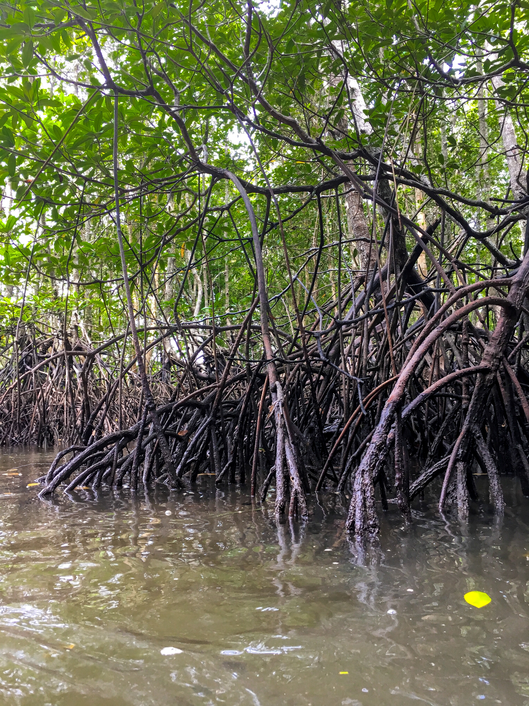 The Mangrove Swamp And Mangrove Cave In Phang Nga Bay