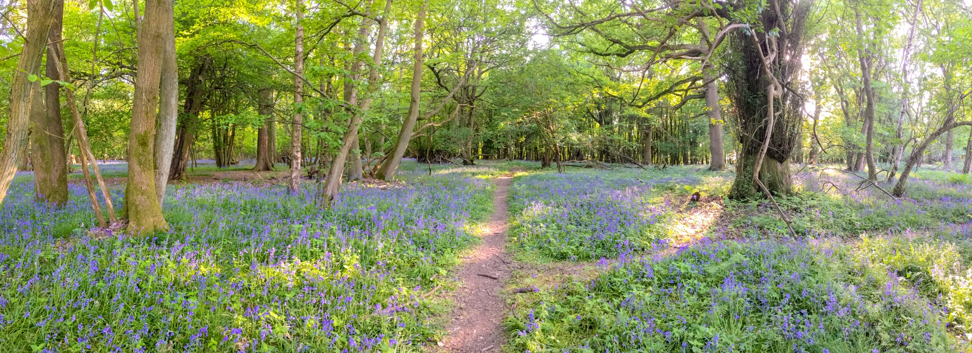 Bluebell Walk, Ashridge, Hertfordshire