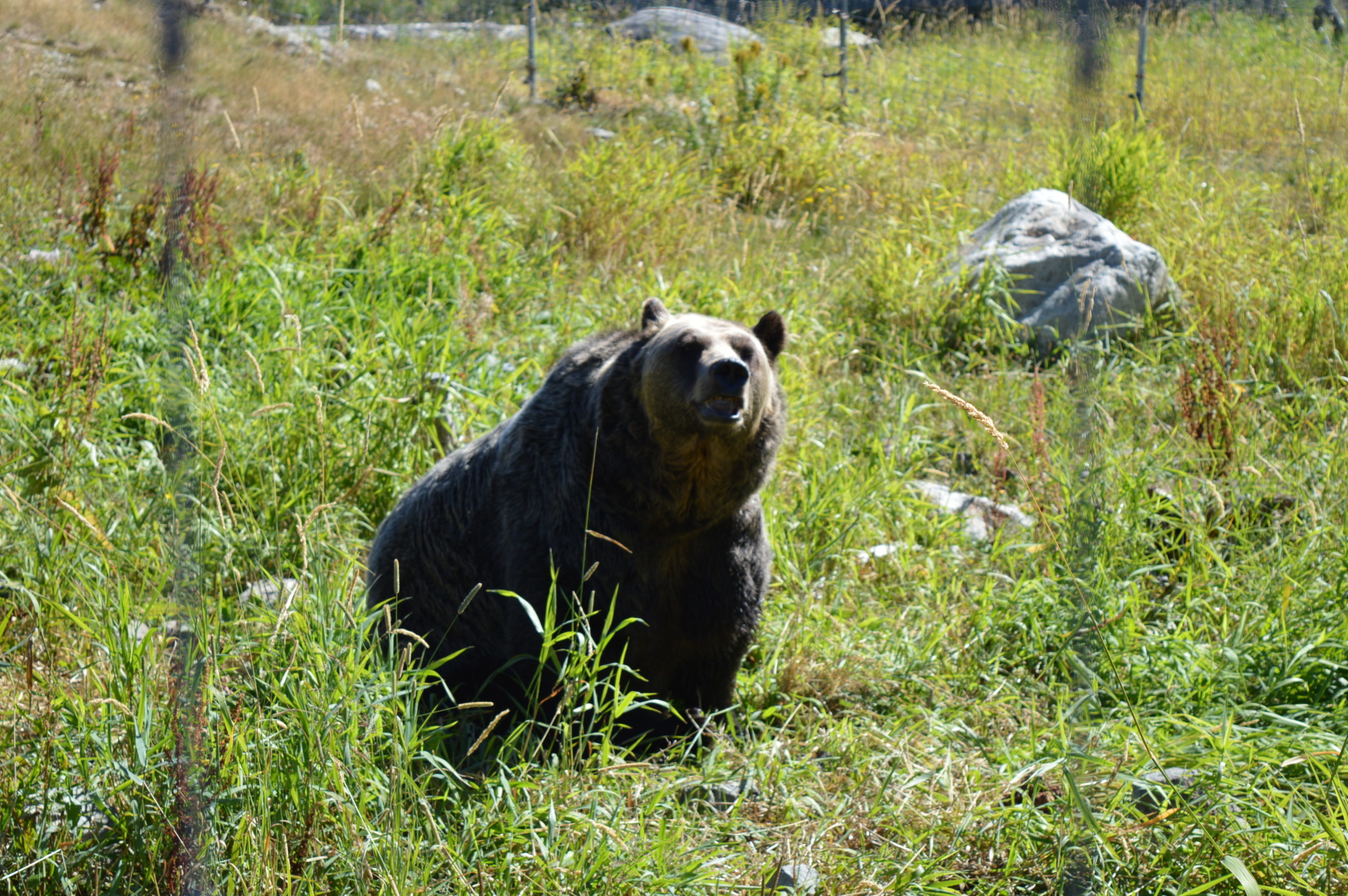 Grouse Mountain Bear Sanctuary